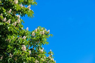 flowers of horse-chestnut in sunny day, blue sky background