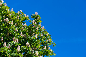 flowers of horse-chestnut in sunny day, blue sky background