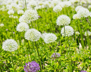 Allium (Mount Everest) in sunny spring day