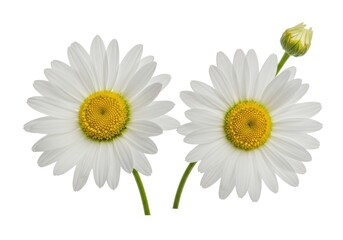 Beautiful White Daisies Blooming Flowers Nature Photography Spring Daisy Plant Image Fresh Green