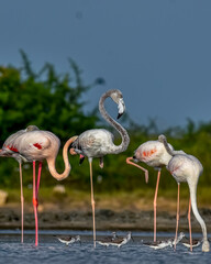 Flamingos 