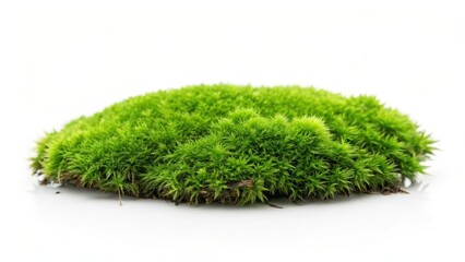 Green Moss Specimen
