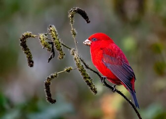 Vibrant scarlet finch perched on a branch against a blurred green background