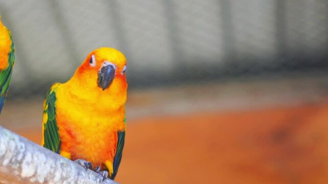 Exotic parrots in zoo cage showing curious behavior and active eye contact