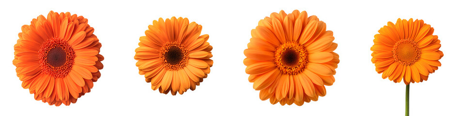 Vibrant orange gerbera daisy flowers in full bloom