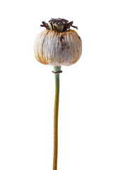 Isolated Dried Poppy Pod on Stem