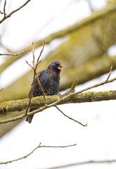 Starling on a thin branch upright, colorful shimmering starling looking up into the sky, starling on a leafless tree in March, Sturnus vulgaris chirping vertical, Sturnus vulgaris vertical