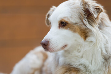 Australian Shepherd im Profil