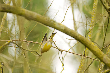 Greenfinch in flight, greenfinch in descent, green bird taking off, leafless trees in spring,...