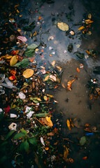 Decaying foliage floats listlessly atop murky water revealing the somber face of environmental decline