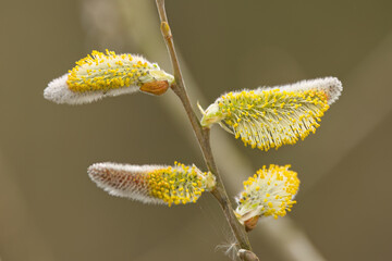 blooming male catkins in spring, small pollen stamps of the catkins, details of the willow, blossoms Salix, fluffy Salix willow, green background