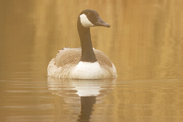 cute canadian goose between brown leaves, Canada goose from the side, black and white feathers, brown colours, Canada goose reflected in the lake, Branta canadensis