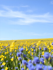 Naklejka premium champ de colza, ciel bleu , petits nuages