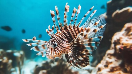 Lionfish swimming in a vibrant coral reef.  A striking marine creature displays its beautiful, spiny fins and intricate patterns