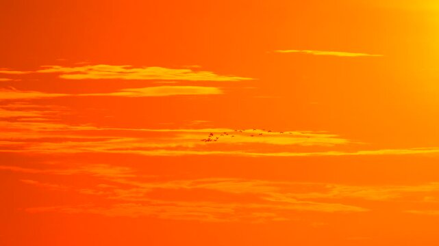 Sunset Birds Sky: Flock flies during orange sunset with clouds, likely for migration.