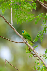 Beautiful Little bird 