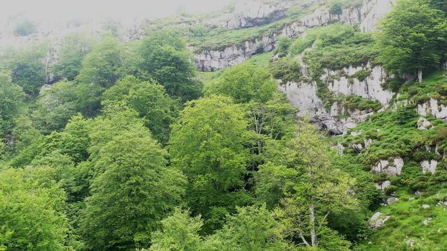 Lush beechwood forest growing on rocky mountainside