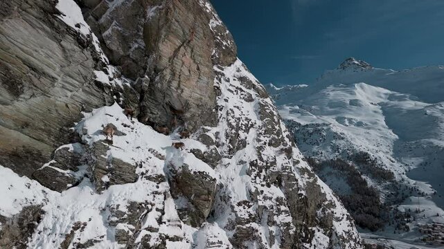 Stunning drone shot of Alpine ibex scaling snowy cliffs in Graub&uuml;nden, Switzerland. A raw look at wildlife in harsh alpine terrain, perfect for nature, travel, or conservation themes.