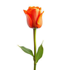 Obraz premium Vibrant orange tulip, elegant and single, with a long stem and healthy green leaves, isolated on black background