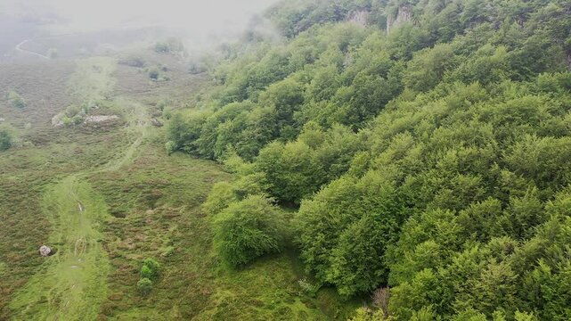 Beechwood forest enveloped in misty atmosphere