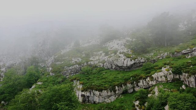 Fog covering beechwood forest on rocky mountain