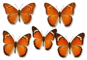 Obraz premium Five plain tiger butterflies with open wings are arranged on a white background in a studio shot