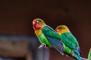 Inséparables de Fischer