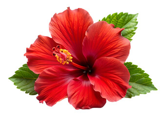 Red hibiscus flower isolated on white background