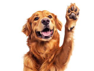 Isolated Golden Retriever Waving