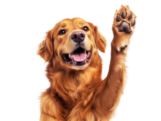 Isolated Golden Retriever Waving