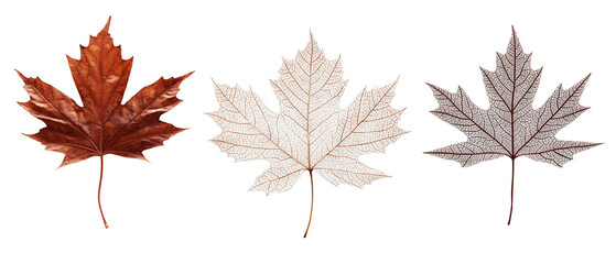 collection of dried maple leaves in various autumn colors isolated png transparent cutout