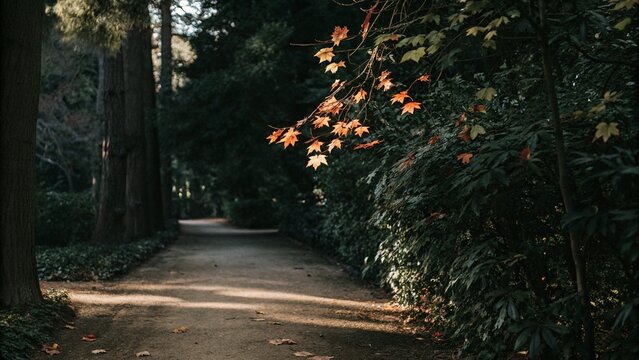 sunlight autumn leaves forest path