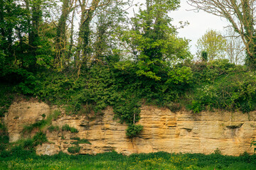 Lush greenery over rocky cliff with dense vegetation in springtime
