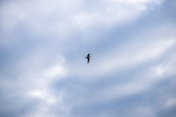 Solitary bird soaring amidst overcast sky: tranquility in motion