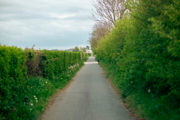 Narrow country lane surrounded by lush green hedges on a cloudy day