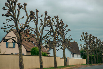 Pruned trees lining suburban street with overcast sky