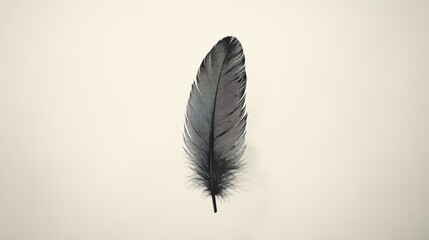 Captivating black feather minimalist design perspective