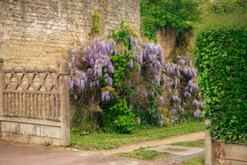 Blooming wisteria on stone wall in rustic garden setting