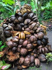 Fallen coconut shells are collected to be dried and used as fuel.