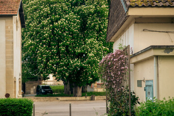 Quiet suburban street with blossoming trees and residential houses