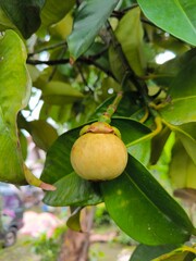 Mangosteen or Garcinia mangostana L. is known as the queen of fruits, has a very sweet taste, and also has the highest antioxidant content among other fruits.