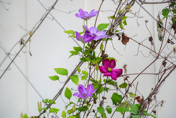 Vibrant purple and magenta clematis flowers on trellis