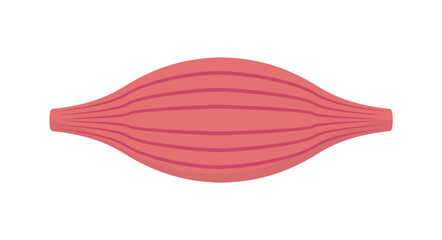 Healthy Muscle Flat Vector Design