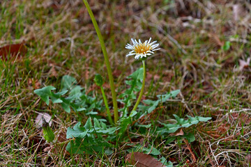 シロバナタンポポ
