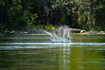 Jumping Leaping Mullet Fish Flying Free