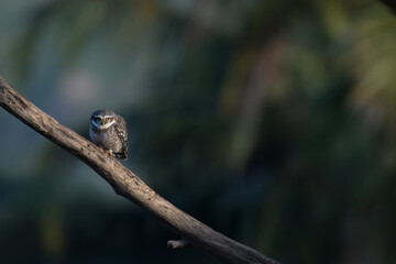 A charming spotted owlet with its distinctive white spotted grey brown plumage and bright yellow eyes perched attentively on a weathered branch against soft, overcast sky.