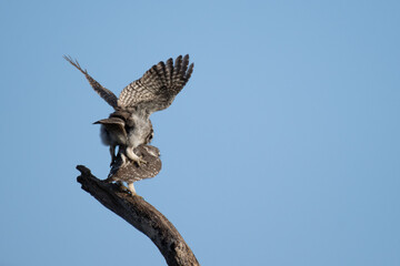 Two charming spotted owlets and one in flight mode try to making love and other one perched attentively on a weathered branch against soft, overcast sky.