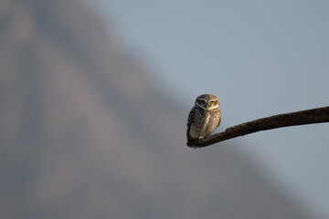 A charming spotted owlet with its distinctive white spotted grey brown plumage and bright yellow eyes perched attentively on a weathered branch against soft, overcast sky.