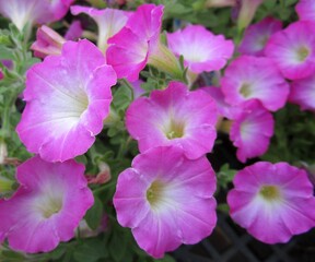 ピンクのペチュニアの花のアップ
