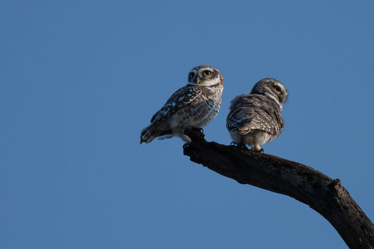 Two charming spotted owlets with its distinctive white spotted grey brown plumage and bright yellow eyes perched attentively on a weathered branch against soft, overcast sky.